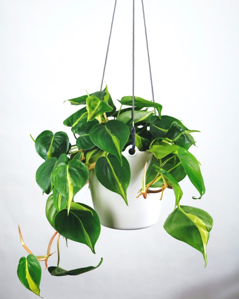 Un philodendron dans un pot suspendu